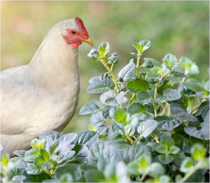 application-of-oregano-essential-oil-in-poultry